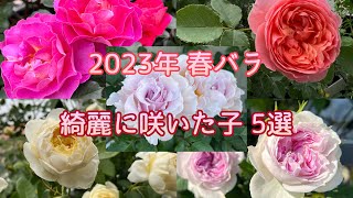 2023年【春バラ】爆咲き＆綺麗に咲いた子5選🌹