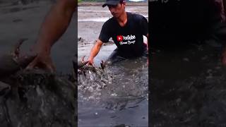 Super cepat tangkap kepiting pakai tangan kosong