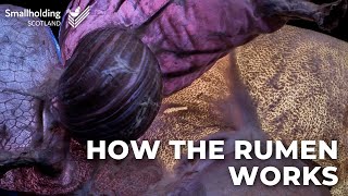 How the rumen works - Scottish Smallholder Festival 2020