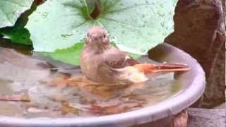 ジョウビタキの水浴び／Bathing of Daurian Redstart