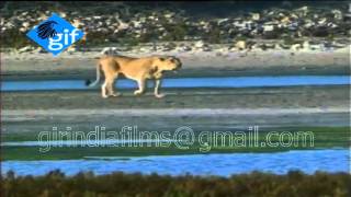 Rare Asiatic lioness live arabian sea bank background near Sutrapada Gujarat