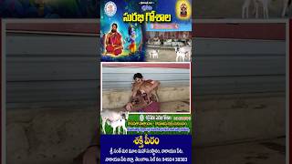 సురభి గోశాల శక్తి పీఠం నారాయణపేట #goshala #cow #shortvideo