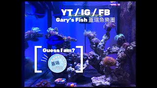 【𝗚𝗮𝗿𝘆’𝘀 𝗙𝗶𝘀𝗵 蓋瑞魚樂圈】New Friend｜重金聘請登上蓋瑞魚樂圈大舞台!! ｜Guess who?｜黃三角倒吊｜Zebrasoma flavescens｜大金