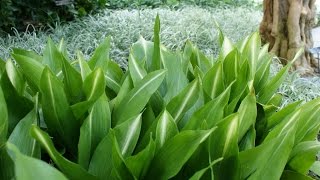 aspidistra - aspidistra plant