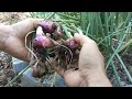 how to grow shallots at home for a lifetime