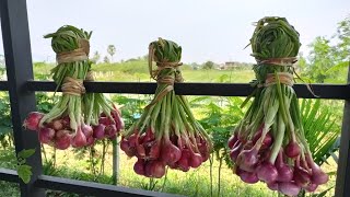 How to grow shallots at home for a lifetime