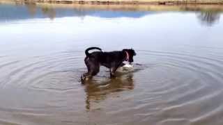 Milo , fetch!