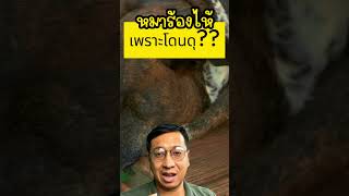 สุนัขมีความรู้สึก ไหม เสียงสุนัขร้องไห้ สุนัข รู้ ไหม ว่าเรา ร้องไห้ วิธีรักษาสุนัขซึมเศร้า สุนัขซึม