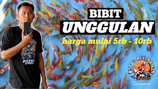 BIBIT MURMER 💥HARGA MULAI 5rb - 10rb an Cocok untuk dibesarkan pemula