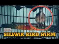 SUARA PERKUTUT BANGKOK PIYIK USIA 2,5 BULAN RING SILWAK BIRD FARM