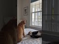 Cats Playing On a Bed: Pip and Teddy Wrestling