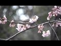 ヒヨドリと大寒桜　2012.3.30