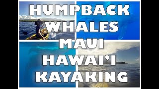 Humpback Whales Of Maui Hawaii Kayaking Underwater Footage