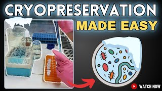 How to Prepare Bacterial Glycerol Stocks for Long-Term Preservation | Cryopreservation of Bacteria