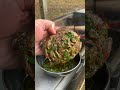 Chimichurri Steak Pinwheels | Over The Fire Cooking by Derek Wolf