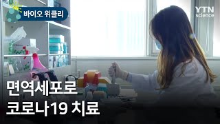 [바이오위클리] 면역세포로 코로나19 치료 / YTN 사이언스