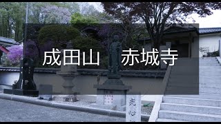 成田山　赤城寺　(シャクナゲ）