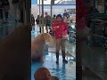 セイウチのツララちゃん特技集【鳥羽水族館】