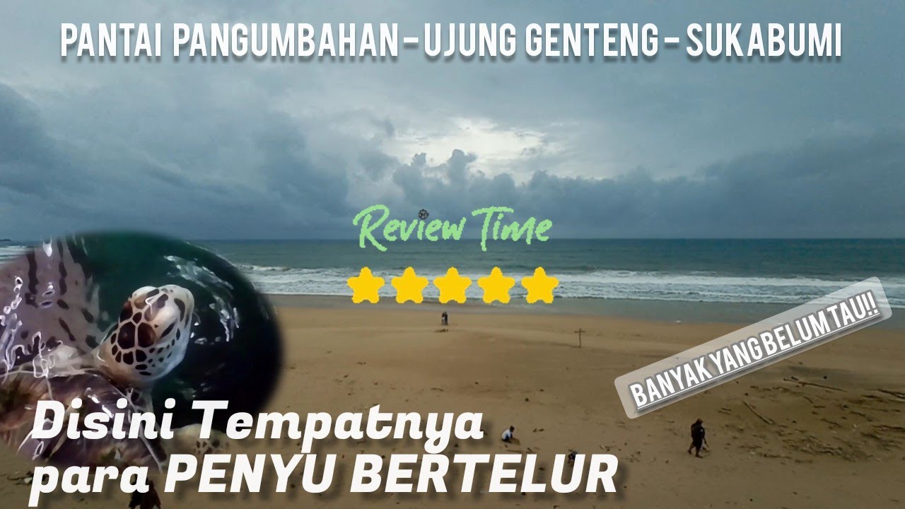 Review Konservasi Penyu Hijau Pantai Pangumbahan - Ujung Genteng ...