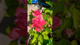 Red Hibiscus Flower | Red Adulku Sembaruthi | Terrace Garden | சிவப்பு அடுக்கு செம்பருத்தி பூ