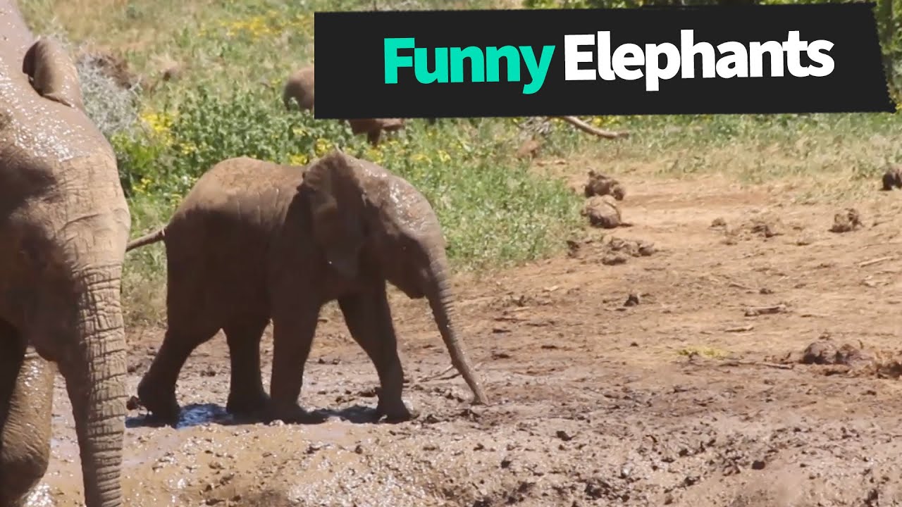 Funny Elephants Compilation Youtube