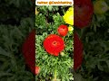 德國花市裏的陸蓮花 洋牡丹 花毛茛 baumarkt ranunculus buttercup gardening 園藝