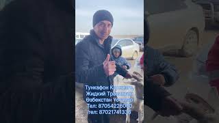 Туркестан Мал Базар Ораза айы Баға Қандай ? Қой Қошқар Тоқты 3.03.2025