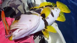 【沖縄ルアー】カヤックフィッシングでデカアジ。grouper fishing.Hobie Outback.