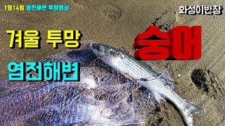 1월14일 겨울투망 강릉 염전해변 투망일기 숭어,새전어,꽃게 [화성이반장]