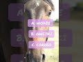 napisz odpowiedź w komentarzach konie horse zagadki śmiech