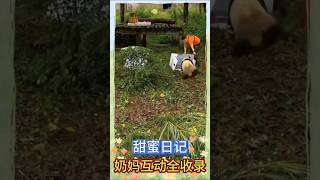 [甜蜜日记]😆奶妈互动全收录！🐼渝可渝爱 #大熊猫 #my cute panda