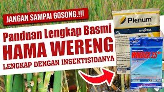 WASPADA GOSONG...❗❗❗ KESALAHAN FATAL PENGENDALIAN HAMA WERENG YANG SERING DILAKUKAN PETANI PADI