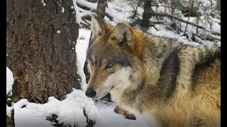 Why Winter Zoo Visits are Wonderful