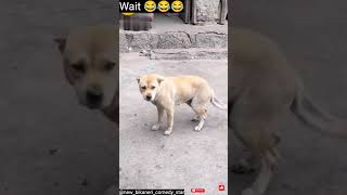 newfunny viral treding dog comedy short video #funny #viralshort #comedy #trending #2025 #shortsfeed