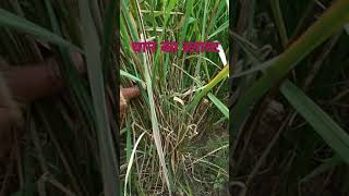 धान की फसल में ब्लास्ट रोग /how to stop paddy blast