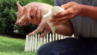 Docking the piglets tails (step by step)