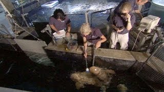 A Chance to See the Inside of a Zebra Shark