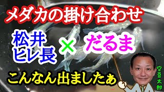 メダカの掛け合わせで松井ヒレ長とダルマでこんなん出ましたぁ～