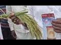 mahindra paddy 3030 hybrid paddy seed high yield paddy seed