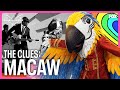 The Clues: Macaw | Season 9 Ep. 6 | The Masked Singer