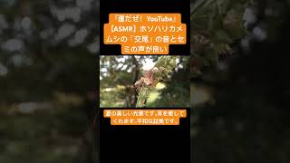 【ASMR】ホソハリカメムシの「交尾」の音とセミの声が心地よい #asmr #insects #虫の音 #bug #虫の声 #昆虫 #交尾#mating#セミ#cicada