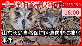 中国新闻10月29日16时：山东烟台一自然保护区现大量鸟类残骸，动保人士：因“不值钱”被盗猎者肢解处理