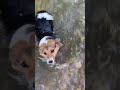 corgi can t swim up river viralhog