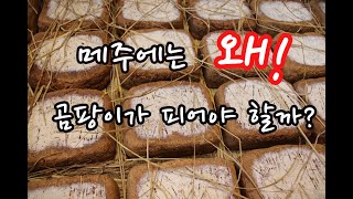 [장단지]메주에 곰팡이는 왜! 피어야 할까요? #메주 #곰팡이 #고초균