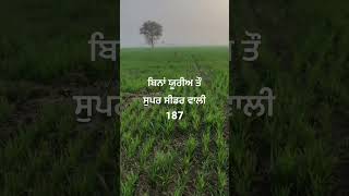 ਬਿਨਾ ਯੂਰੀਆ ਤੌ 187 #craaw ਕਰੂਗੀ