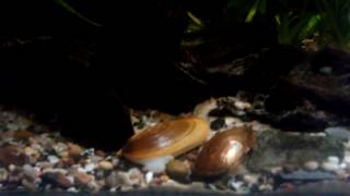 Bitterlings and Mussels symbiotic parasetic relationship