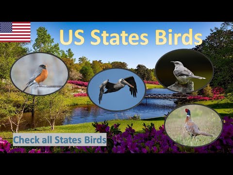 What do state birds represent?