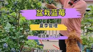 盆栽蓝莓夏季管理技术来了，管理好了，来年结果成串，一颗十几斤