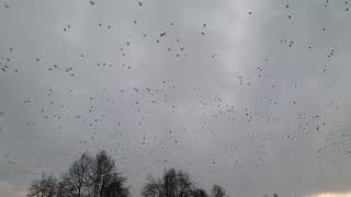 Big group  of crow fly in the sky#shorts #trending #ytshorts #viralvideo #viral #vtuber