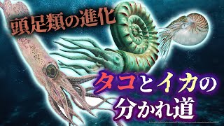 【ゆっくり解説】まるで海の霊長類！頭足類はどのように進化してきたのか？